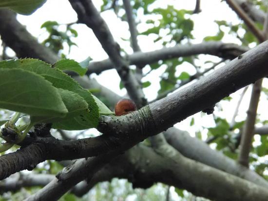 Wisata Petik Apel Makmur Abadi